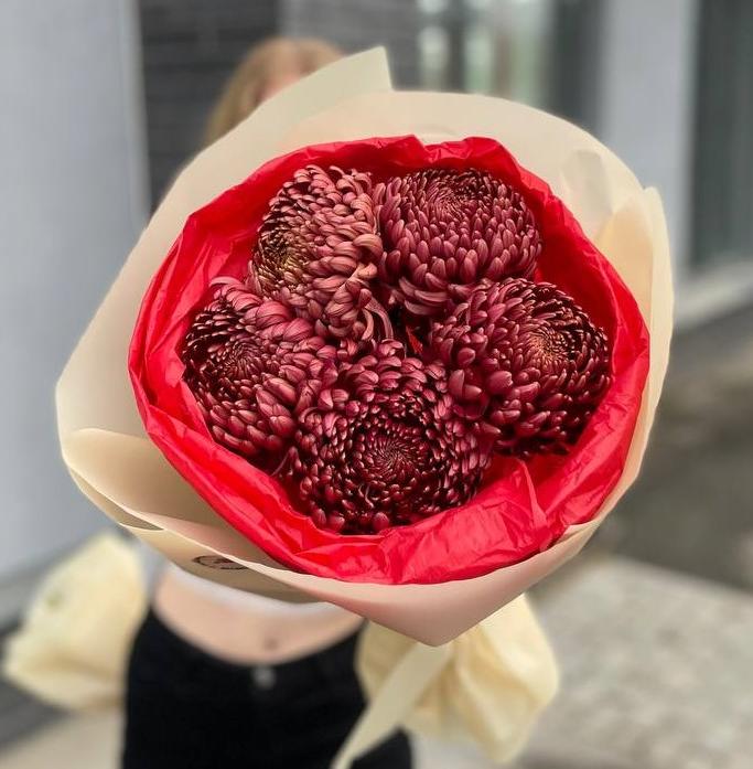 Букет из 5 бордовых премиальных хризантем