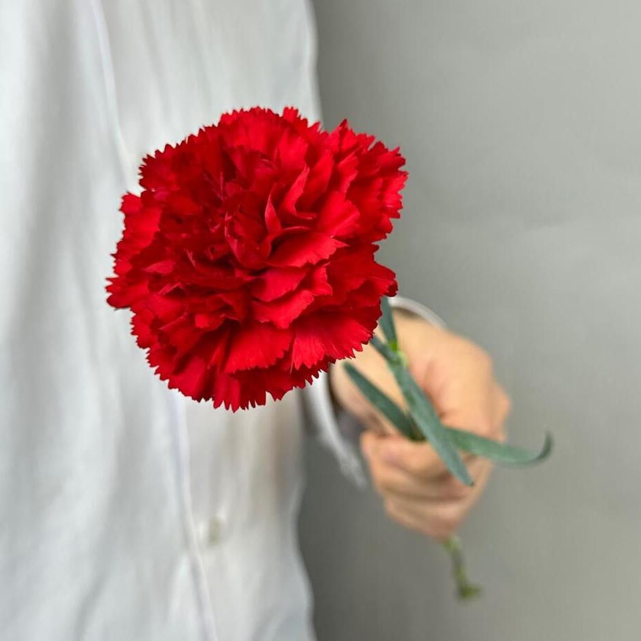 Гвоздика красная